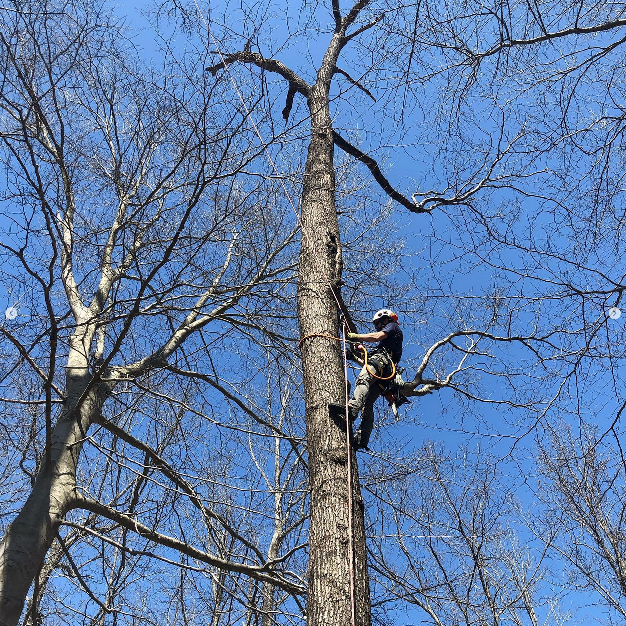 Hazardous Tree Removal